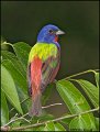 _0SB1002 painted bunting